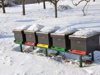 Čebelja družina pozimi