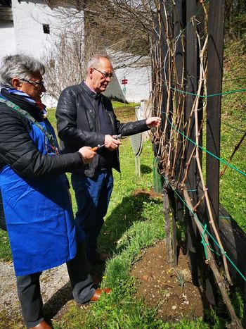 Rez trte "Kartuzijanke"