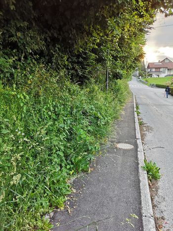 Obrezovanje vegetacije ob cestiščih in pločnikih je v poletnih mesecih še posebej pomembno Obrezovanje vegetacije ob cestiščih in pločnikih je v poletnih mesecih še posebej pomembno