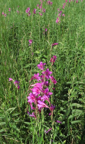 Ilirski meček (Gladiolus illyricus)