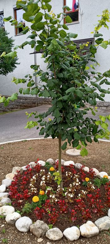 Polepšali smo gredico