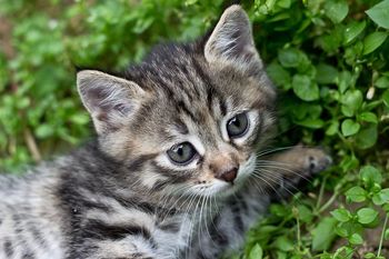 Sofinanciranje storitev sterilizacije in kastracije lastniških mačk