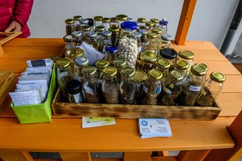 Izmenjava semen 