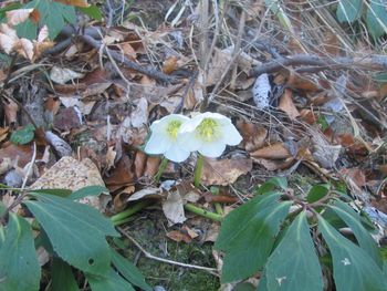 Čavenske rožice - Teloh (Helleborus)