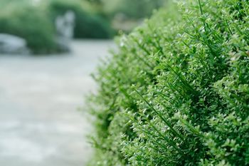 Obrezovanje vegetacije ob cestah