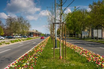 Celje bo letos še bolj bogato ocvetličeno