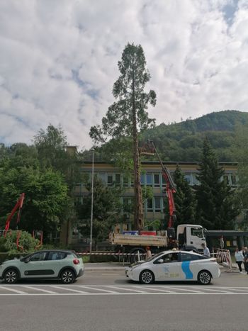 Začela se je odstranitev treh dreves pri ZD Jesenice