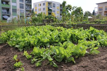 Blagodejna zelena samooskrba