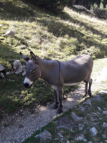 "Torkovci PD Prebolda, do Krnskih jezer