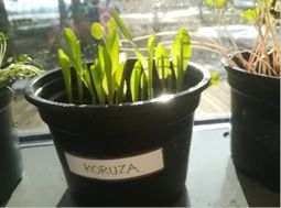 Planetu Zemlja prijazna šola