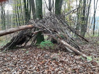 RUMENI SMO SPOZNALI PLEČNIKA IN TARTINIJA