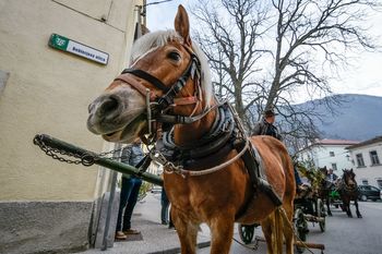 Žegnanje konj v Vipavi