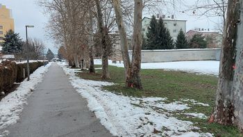 Drevored platan na Hudinji bomo strokovno obrezali
