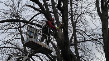 Arboristične ureditve 