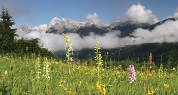 17. MEDNARODNI FESTIVAL ALPSKEGA CVETJA