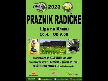 Praznik radičke, Lipa na Krasu