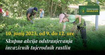 10. junija odstranjujemo invazivke