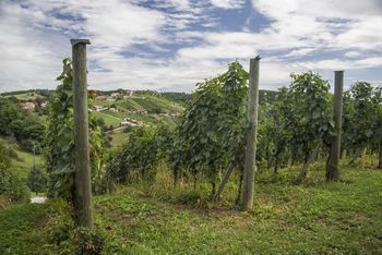 Na Malkovec in Slančji vrh iz Tržišča/nezahtevna pot