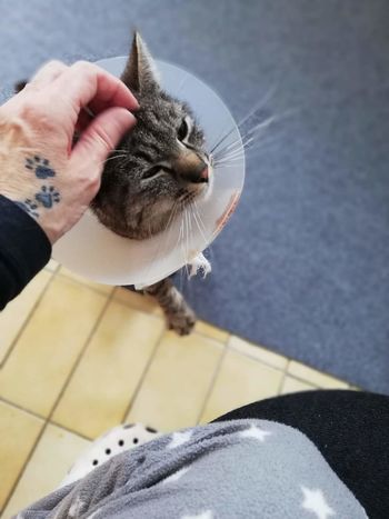 Glas živali: kje je vojniški Tigerček in zakaj inšpekcija kazensko ne odgovarja