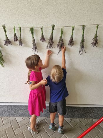 Zelišča iz našega vrta