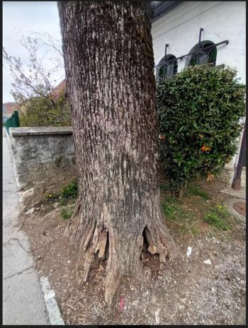 Sečnja lipe pri spominski kapeli padlim v 1. sv. vojni