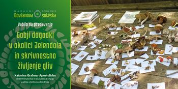 Gobji dogodki v okolici Jelendola in skrivnostno življenje gliv