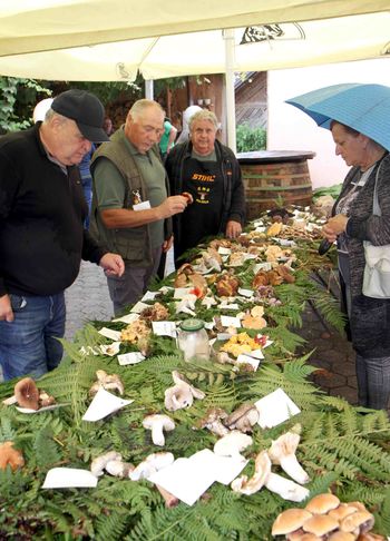 Razstava gob, dobrodelni bazar - Poplave 2023