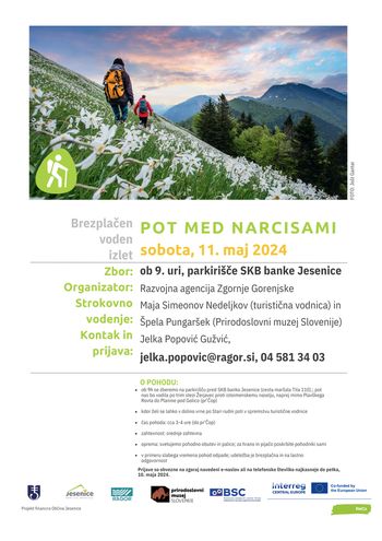Po jeseniških hribih - Pot med narcisami