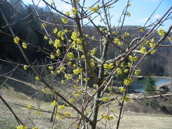 Drenova tinktura in Drenovo mazilo. Drenova tinktura in Drenovo mazilo.