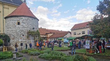 Video novica: Tudi letos je trta Nikolaja, ki raste ob 500 let starem obrambnem stolpu v Žalcu, dobro obrodila