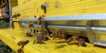 Razveljavitev odločbe (določen kužni krog, zaradi kužne bolezni hude gnilobe čebelje zalege (Pestis apium))