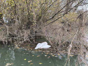 Ptičja gripa na Ljubljanskem barju - previdno s prostoživečimi pticami 