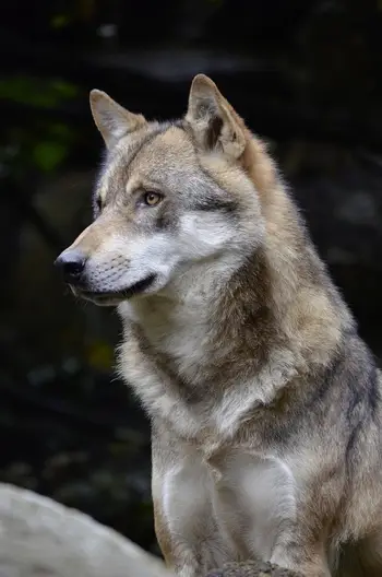 Ura pravljic v knjižnici: Volk se boji