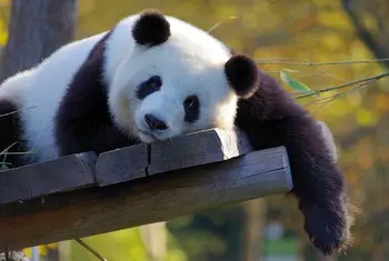 Ura pravljic: Počasni panda