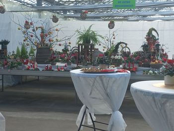 Iz adventne čajanke v Vrtnarstvu Krašovec Iz adventne čajanke v Vrtnarstvu Krašovec