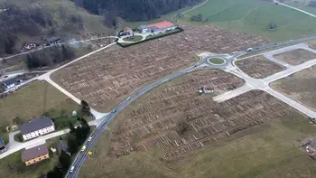 Oreh prodan za rekordno ceno na dražbi lesa