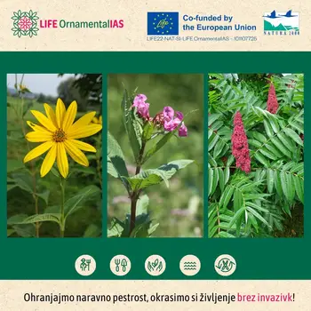 Predavanje Domorodne rastline kot okrasne rastline 