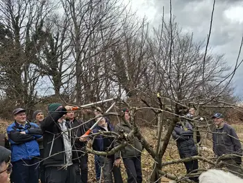 PRIKAZ REZI SADNEGA DREVJA NA "LISCU"