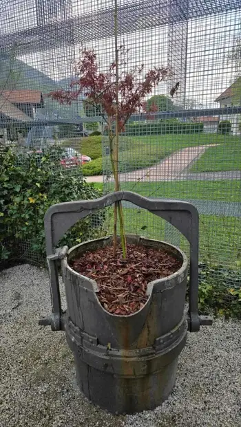 Korenova hiša