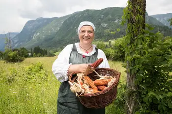 Bohinjska “turšca” od zrna do žgancev