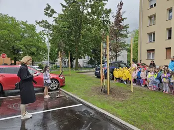 Zasaditev drevesnih sadik na Plavžu