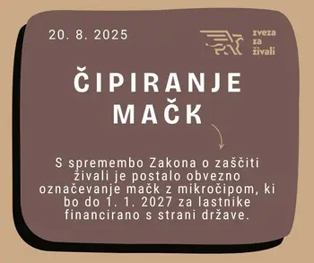 Čipiranje mačk Čipiranje mačk