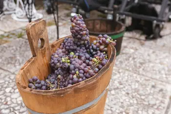 Grajska trgatev