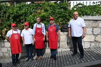 Občinska trgatev potomke najstarejše trte na svetu tudi letos obrodila sadove