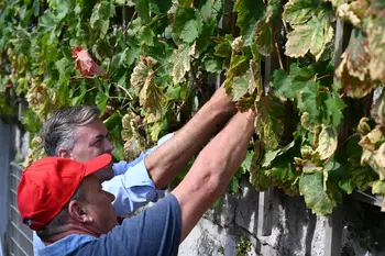 Občinska trgatev potomke najstarejše trte na svetu tudi letos obrodila sadove