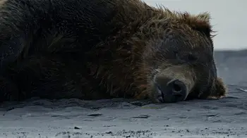 Predvajanje nagrajenega filma „Stari medved“ režiserke in urednice Julie Busse