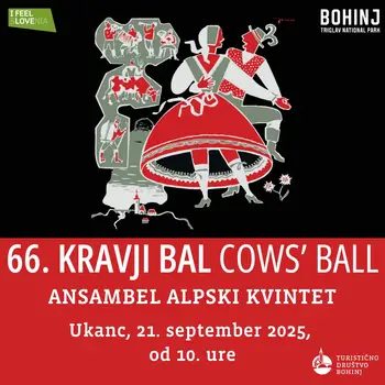 66. Kravji bal