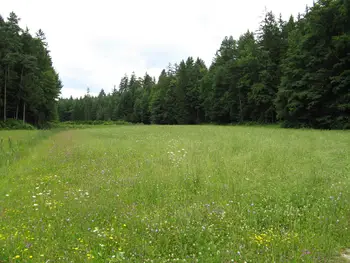 Naj cvetijo rožice za čebele, naravo  in skupno prihodnost