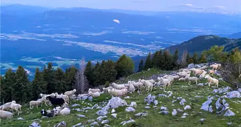 Bolezen modrikastega jezika - kako prijaviti višjo silo za kmetijske ukrepe