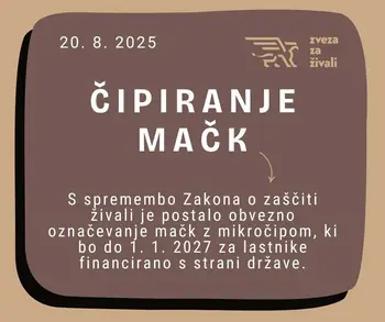 ČIPIRANJE MAČK PO NOVEM OBVEZNO - ZA ENKRAT BREZPLAČNO